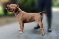 Three XL Bull Dogs destroyed since new controls introduced