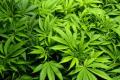 £1m of cannabis seized at industrial estate