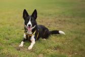 Paws Off!&nbsp;Dogs&nbsp;Trust&nbsp;Ballymena&nbsp;issues advice ahead of 'Dog Theft Awareness Day'