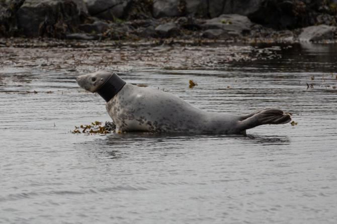 Rathlin seal with tube around its neck is 'healthy and alert'