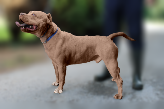 Three XL Bull Dogs destroyed since new controls introduced